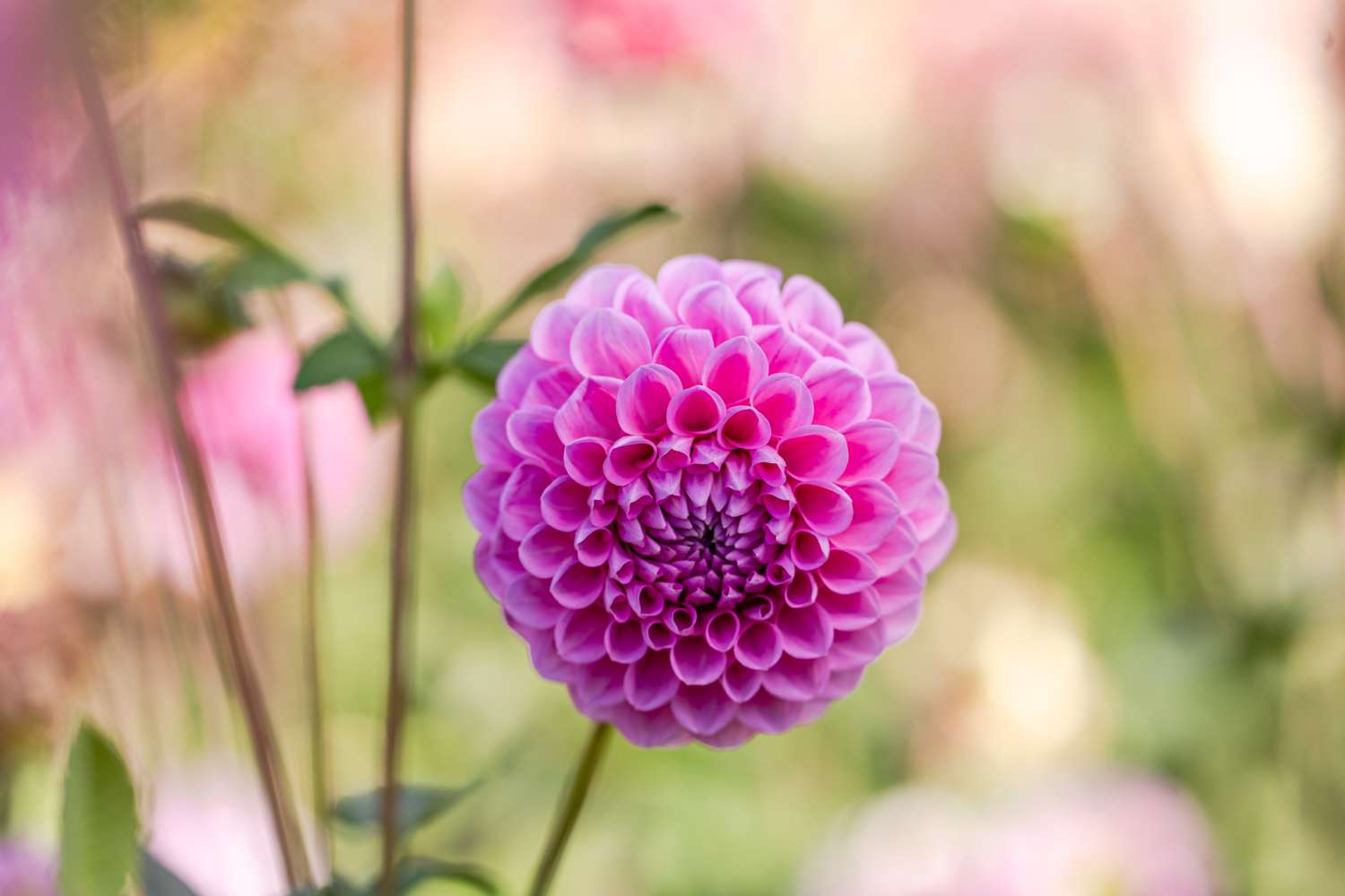 Dahlie 'Sweet Fabienne'